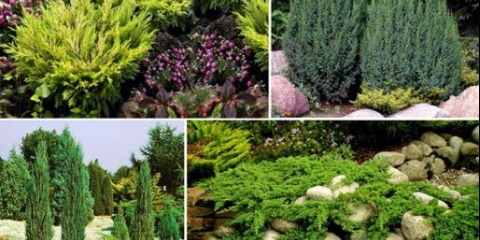 Sorte i vrste kleke sa fotografijom i imenom